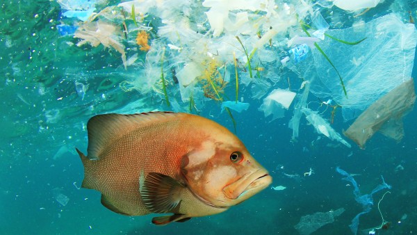 Fisch schwimmt im Plastikmüll