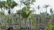 Rainforest clearance in Brasil
