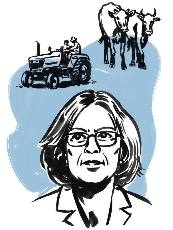 Illustration von Bärbel Dieckmann, Traktor und zwei Rinder
