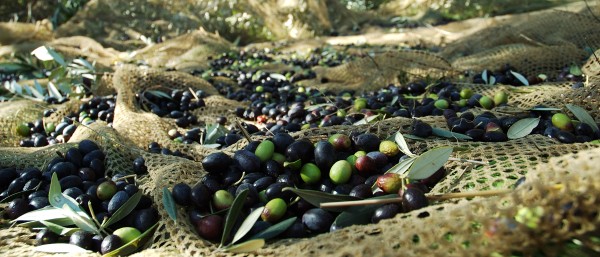 Olives lying under a tree