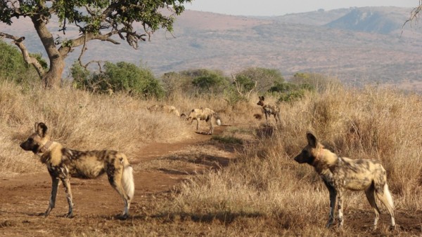 Wildhunde in Südafrika