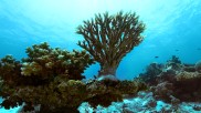 Tubbataha coral reef