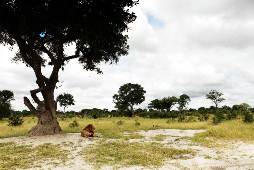 Ein Löwe döst unter einem Baum im Kaza Naturpark