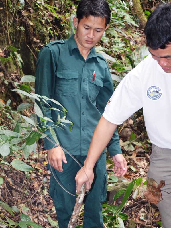 Rangers zeigen eine versteckte Falle im Regenwald.