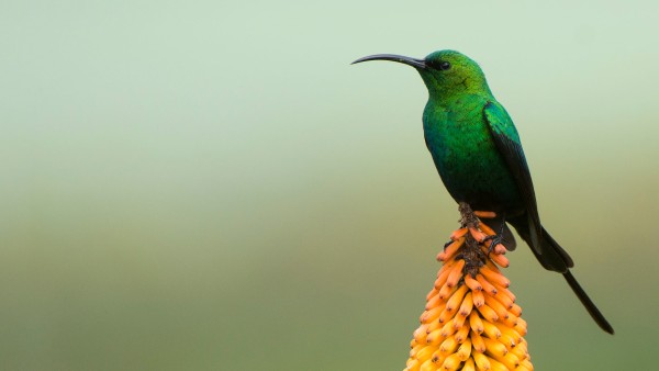 Malachite sunbird in the Bale Mountains National Park in Ethiopia