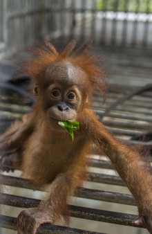 Baby orangutan Sule in a cage