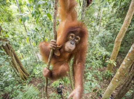 Orangutan in the jungle school