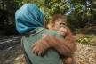 Trainerin trägt jungen Orang-Utan Kedaung in die Dschungelschule