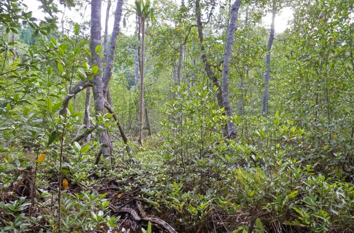 Mangrovenwald auf Halmahera im nordöstlichen Indonesien