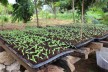 Plant breeding in Kwale County