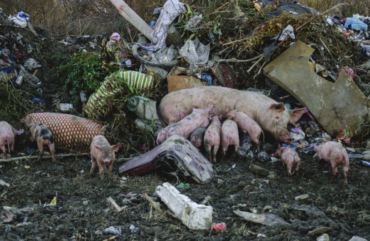 Schweine auf der Müllkippe von Berat