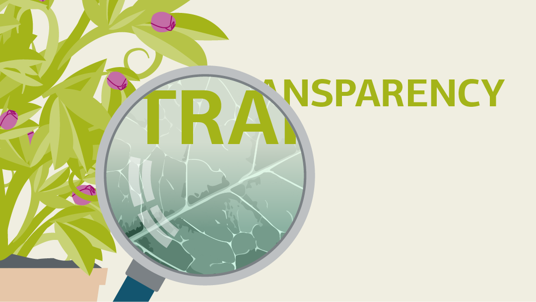 Illustration for "transparenca": view of a leaf strucutre via a loupe