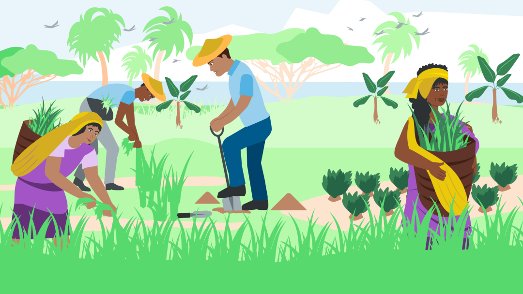 Illustration zeigt indigene Personen in der Landwirtschaft beim Anbau und der Erne