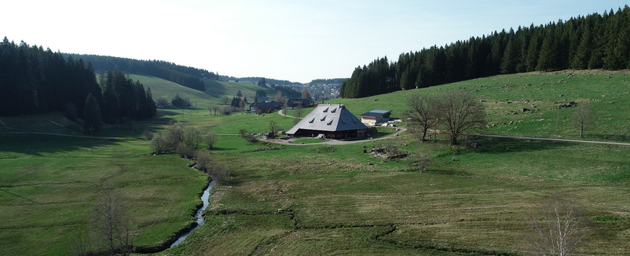 Lichtblick im Schwarzwald