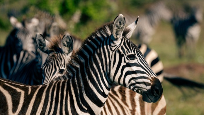 Zebras