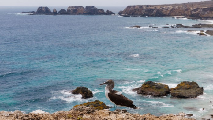 Blue-footed booby on the Isla de la Plata, Ecuador