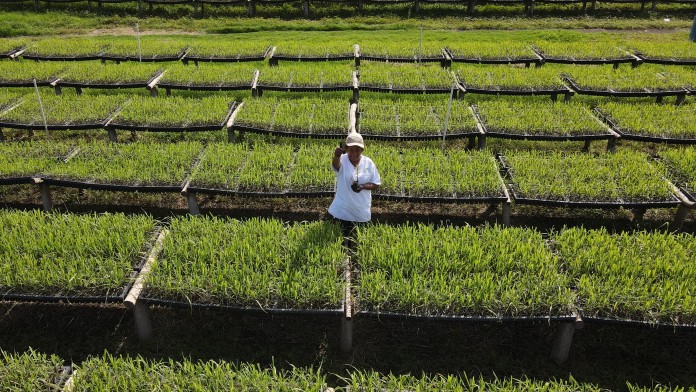 Person inmitten einer Zuckerrohr-Anzucht, die Setzlinge in die Höhe hält
