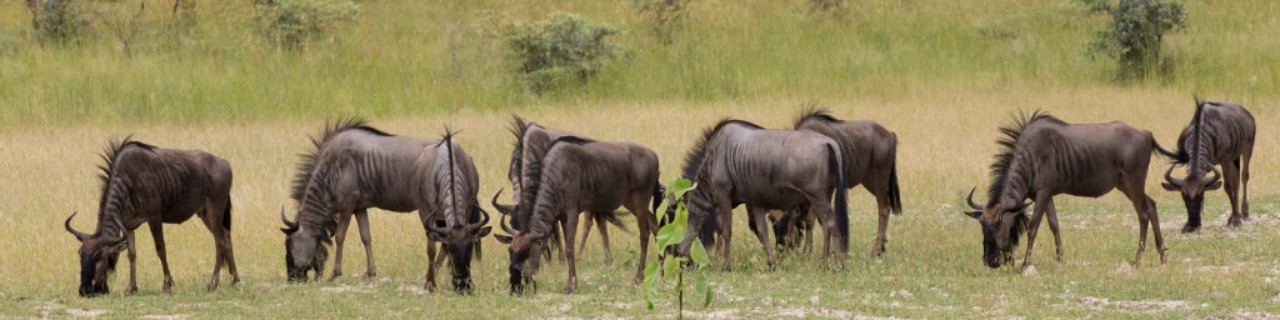 Grazing buffalos, Namibia