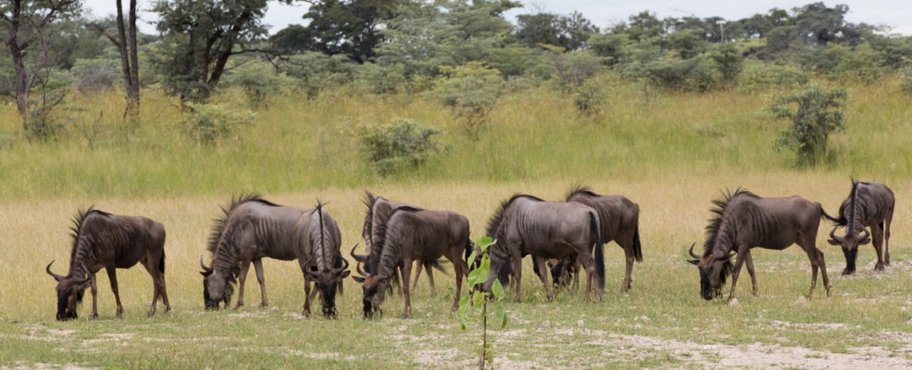 Grazing buffalos, Namibia
