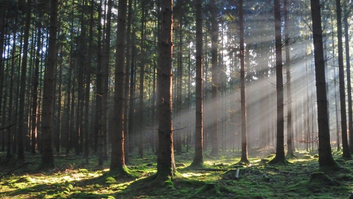 Dies ist ein beispielhaftes Bild einer Waldlichtung, auf dem vereinzelte Sonnenstrahlen durch die Bäume scheinen.