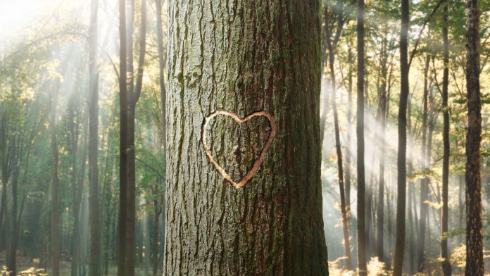 Zu sehen ist ein Bild von einem Baum, in dessen Rinde ein Herz eingraviert ist.