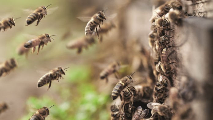 Bienen vor ihrem Bienenstock