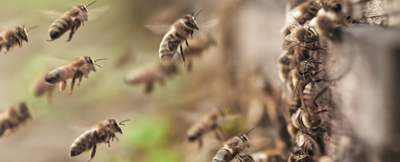 Fliegende Bienen vor dem Nest