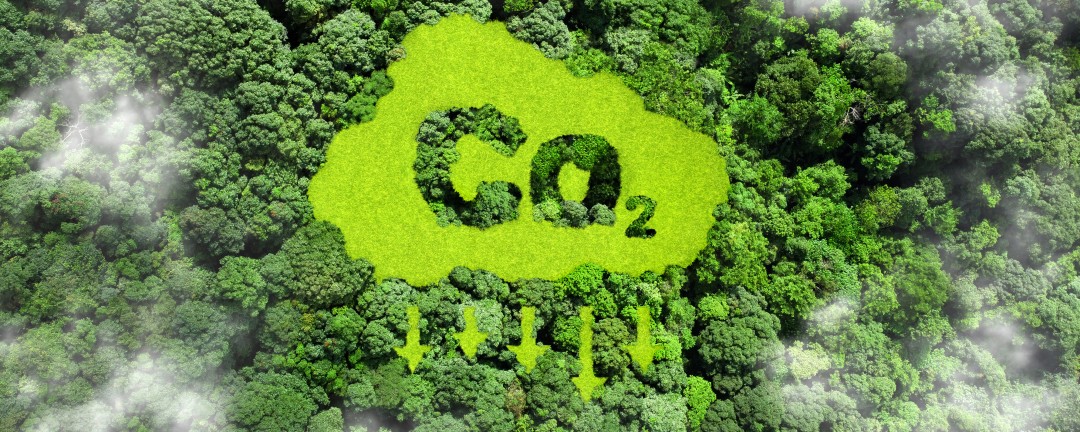 CO2 im Wald dargestellt