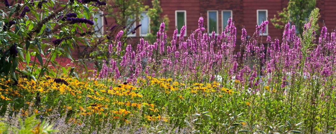 Eine Blumenwiese vor einem Mehrfamilienhaus