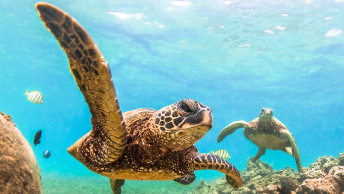 Sea turtles under water