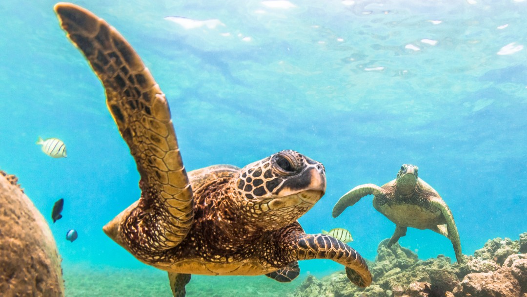 Meeresschildkröten unter Wasser