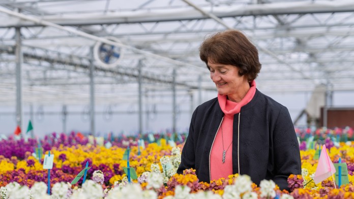 Frau betrachtet Blumen im Gewächshaus