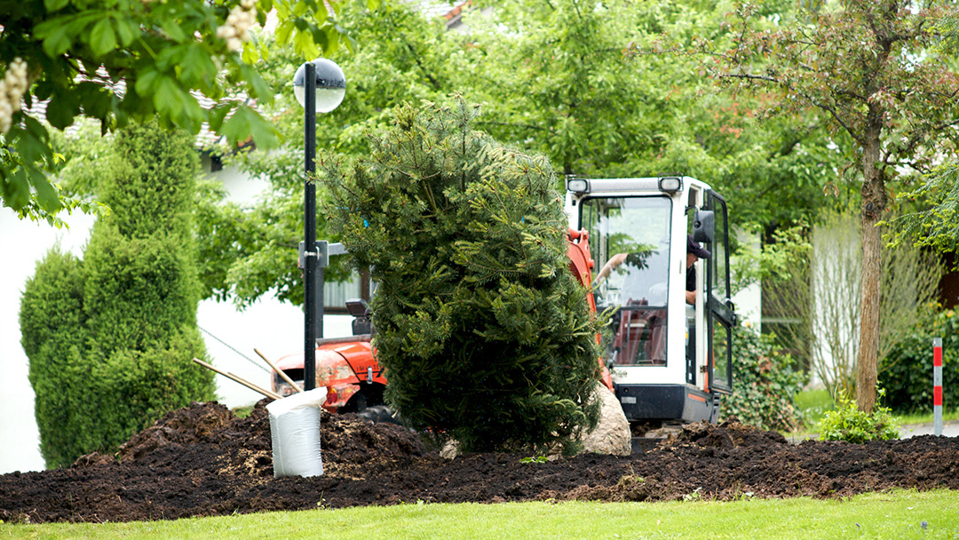 Baum wird mit Hilfe eines Kleinbaggers eingepflanzt