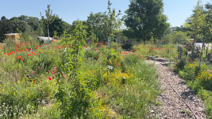 Urban garden