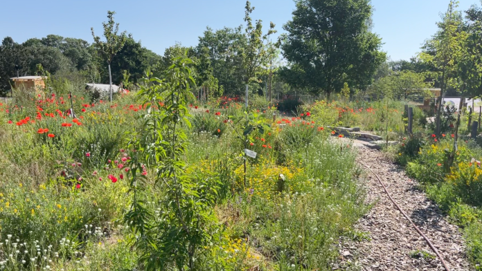 Urbaner Waldgarten, der einen Wege durch natürlichen Bewuchs mit Klatschmohn und unterschiedlichen Sträuchern zeigt