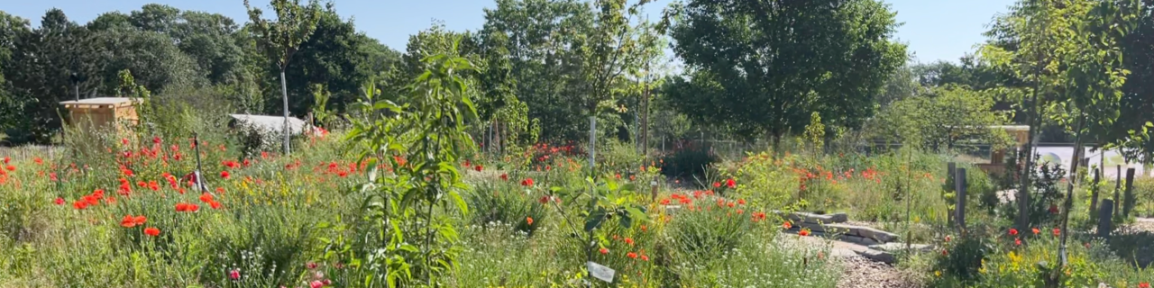 Urbaner Waldgarten, der einen Weg durch natürlichen Bewuchs mit Klatschmohn und unterschiedlichen Sträuchern zeigt