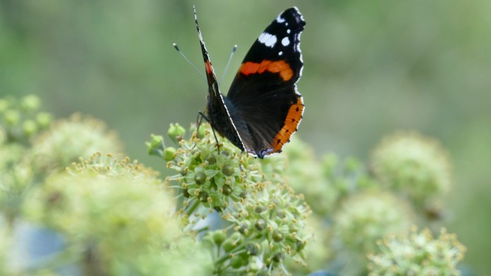 Schmetterling im naturnahen Innenhof von Kärcher
