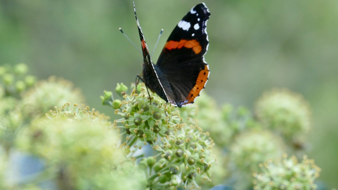 Schmetterling im naturnahen Innenhof von Kärcher