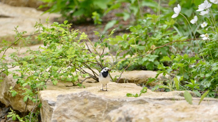 Ein Vogel im naturnahen Innenhof von Kärcher