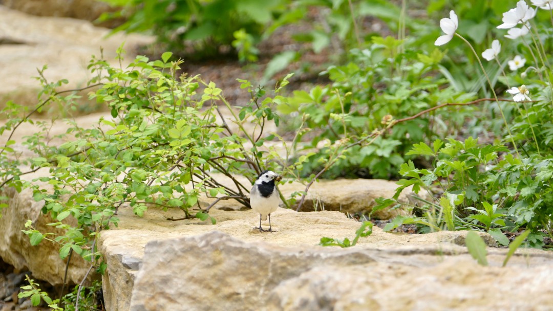 Ein Vogel im naturnahen Innenhof von Kärcher