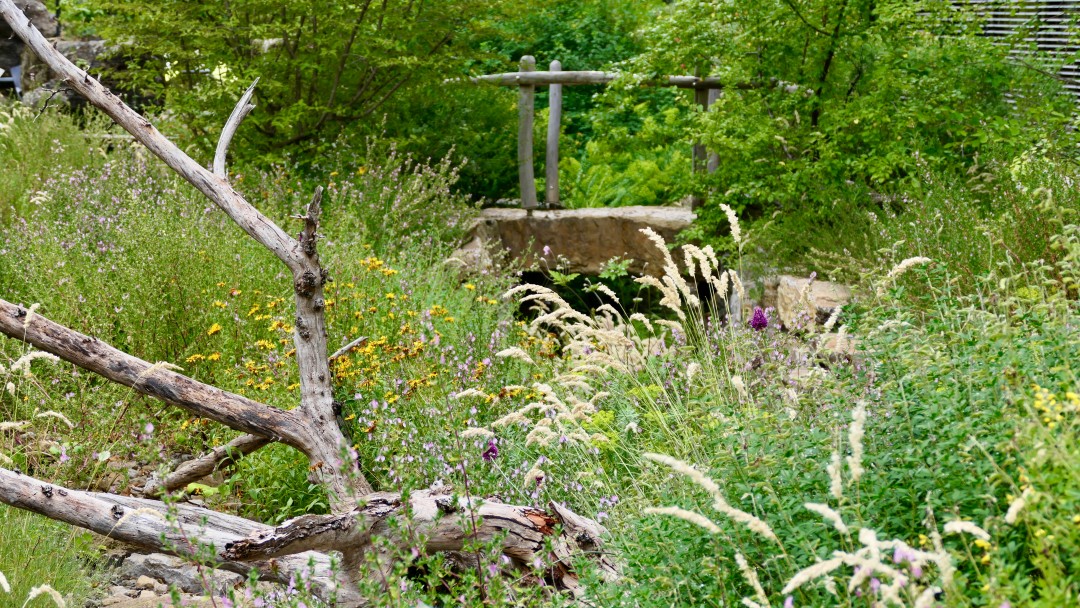 Naturnahe Wiese im Innenhof von Kärcher