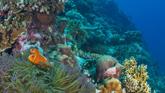 Fische in einem tropischen Korallenriff