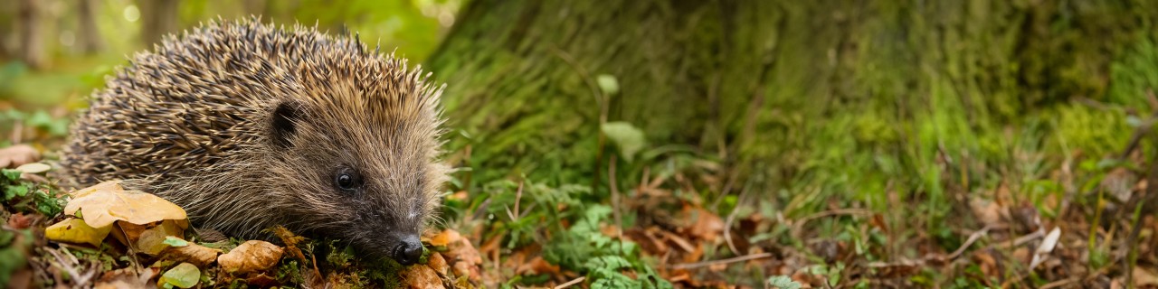 Ein Igel sitzt zwischen braunem Laub vor einem Baum.