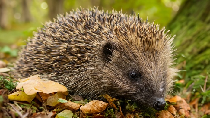 A hedgehog sits among brown, fallen leaves in front of a tree.