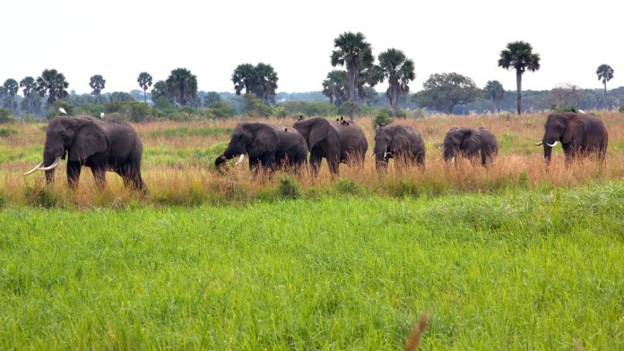 A herd of African elephants in a national park