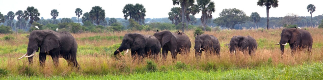 A herd of African elephants in a national park