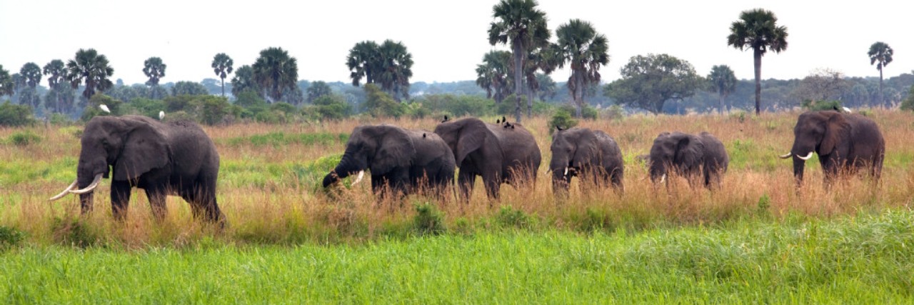 A herd of African elephants in a national park