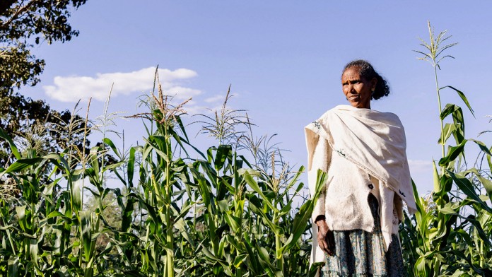 A woman stands in a corn field