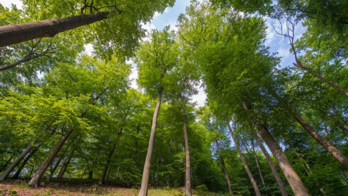 View into the treetops of a forest