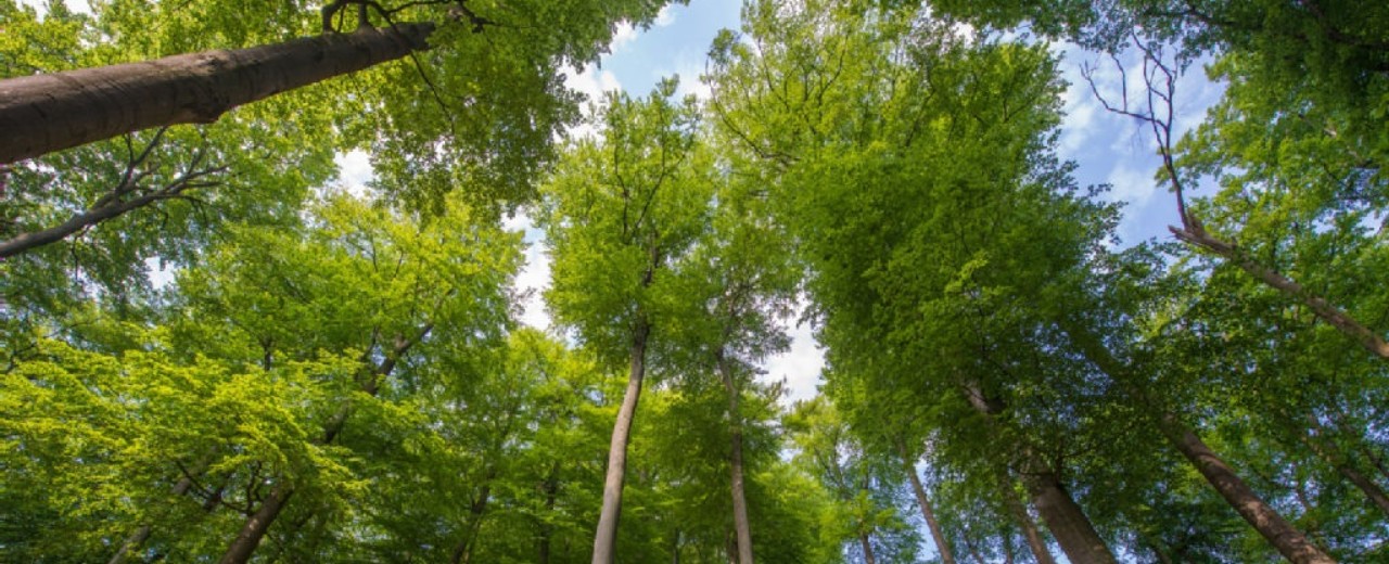 View into the treetops of a forest